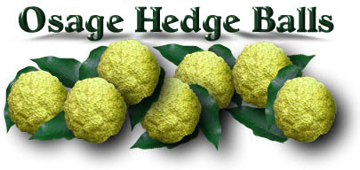 Hedgeapples, Hedgeballs, Mock Orange, Osage Orange, and Horse Apple.
